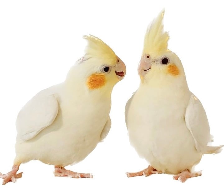 ぴのとま