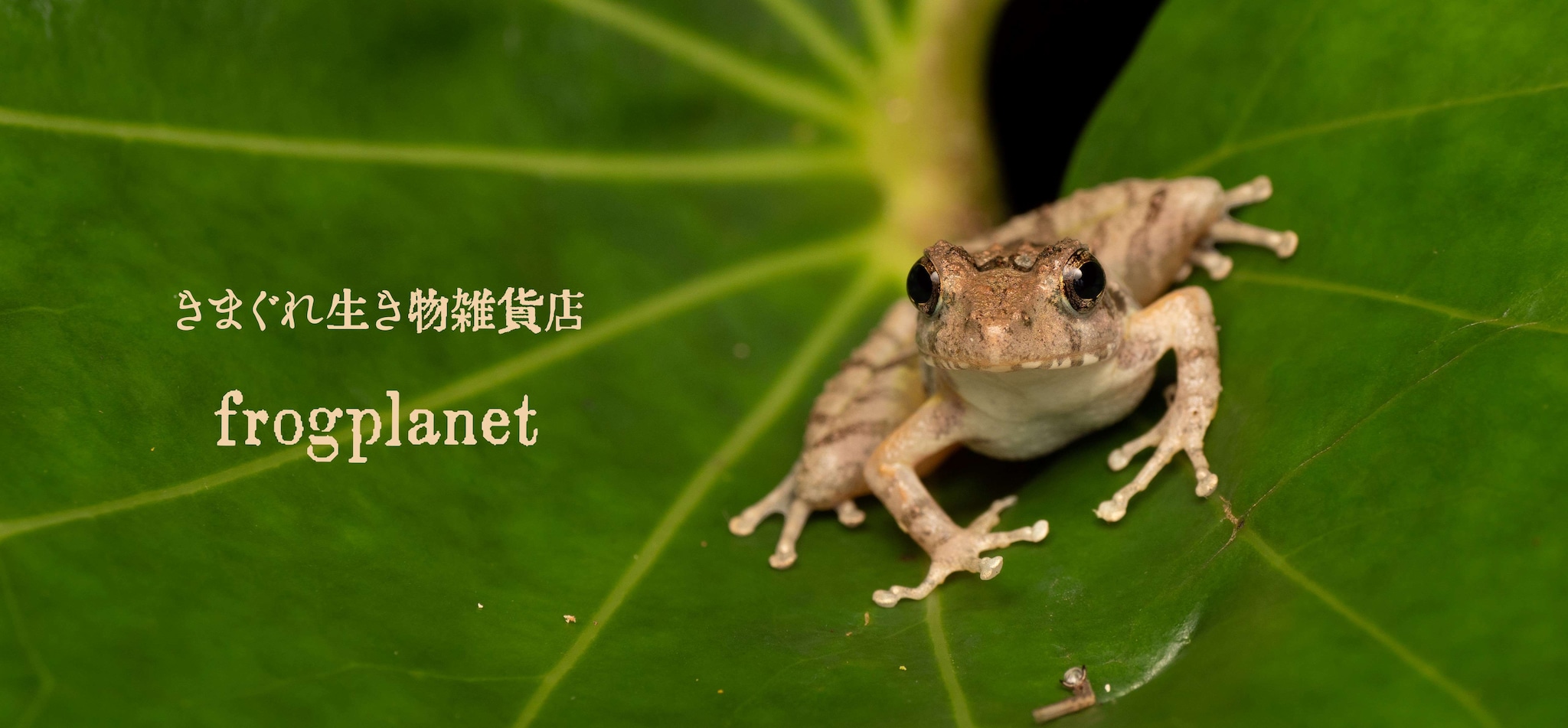 frogplanet