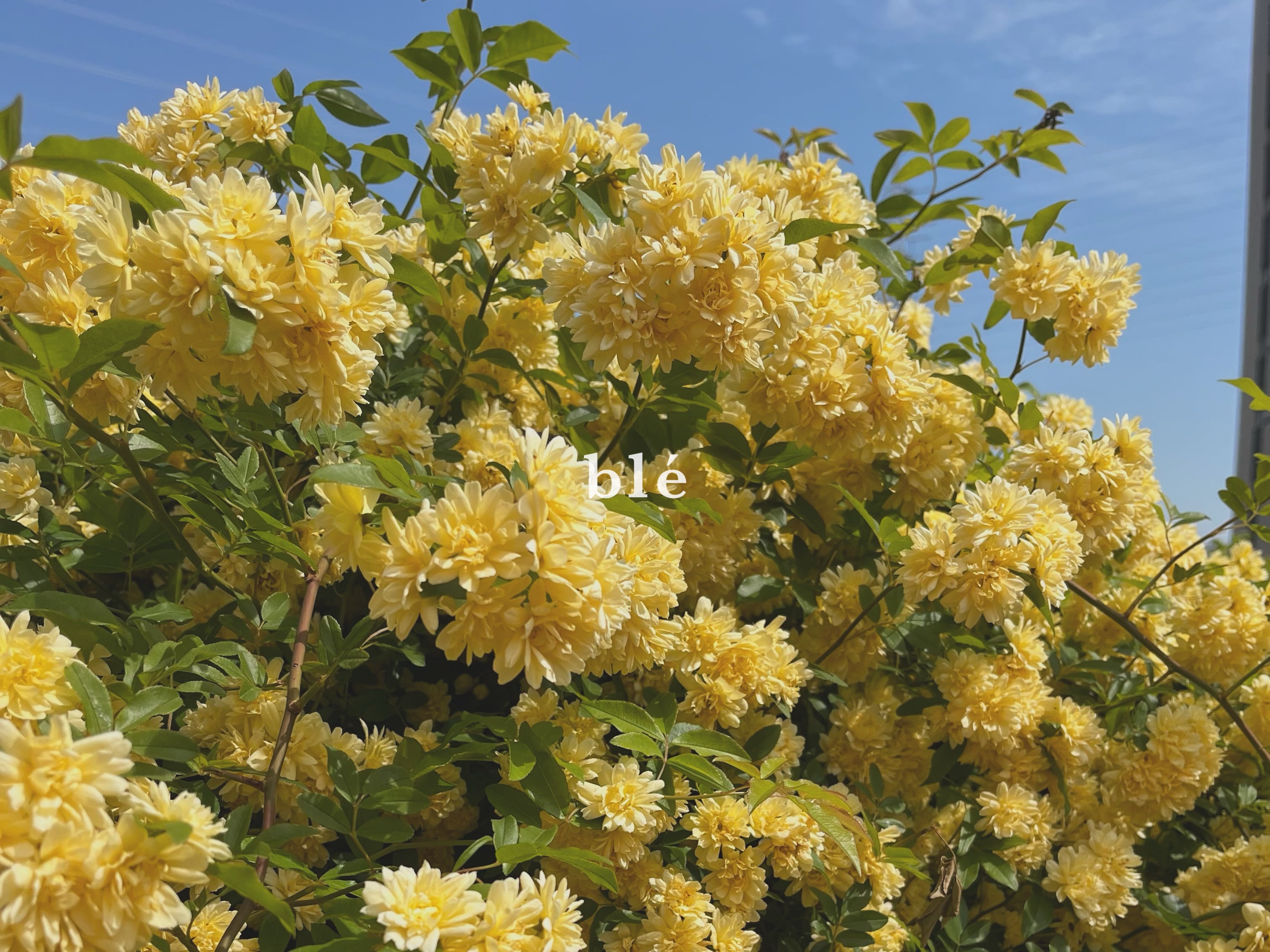 b l e