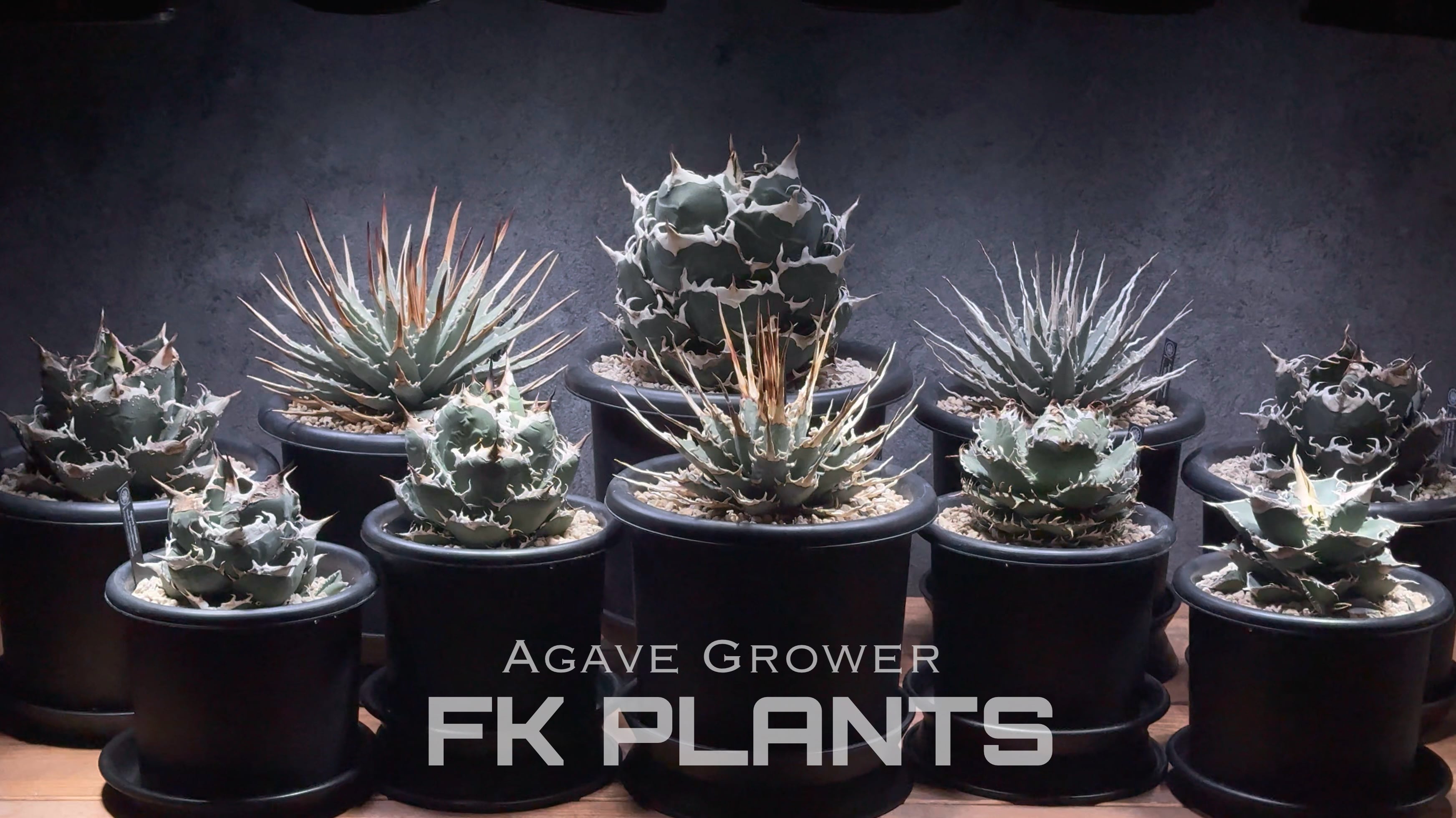 FK PLANTS 鰐亀　発根活着済み FK PLANTS