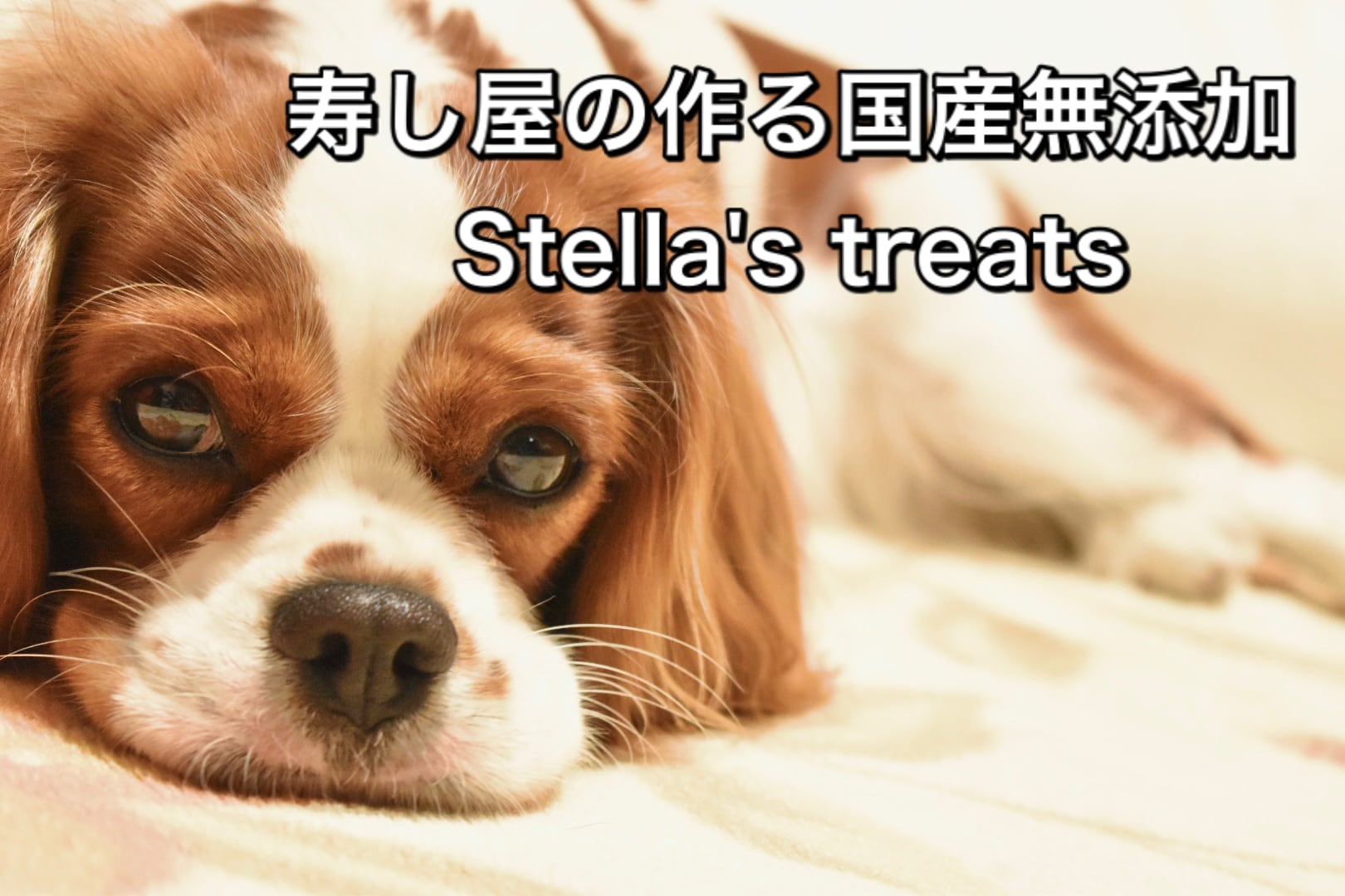 Stella's treats   ステラのおやつ