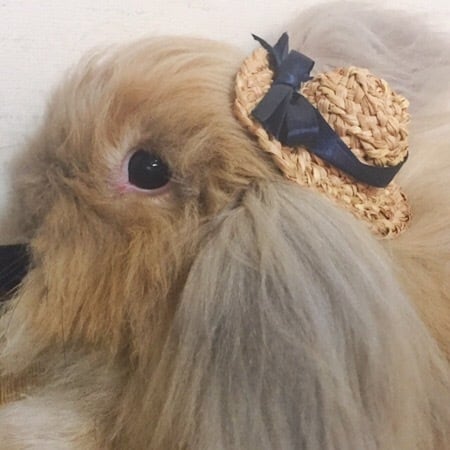 兎