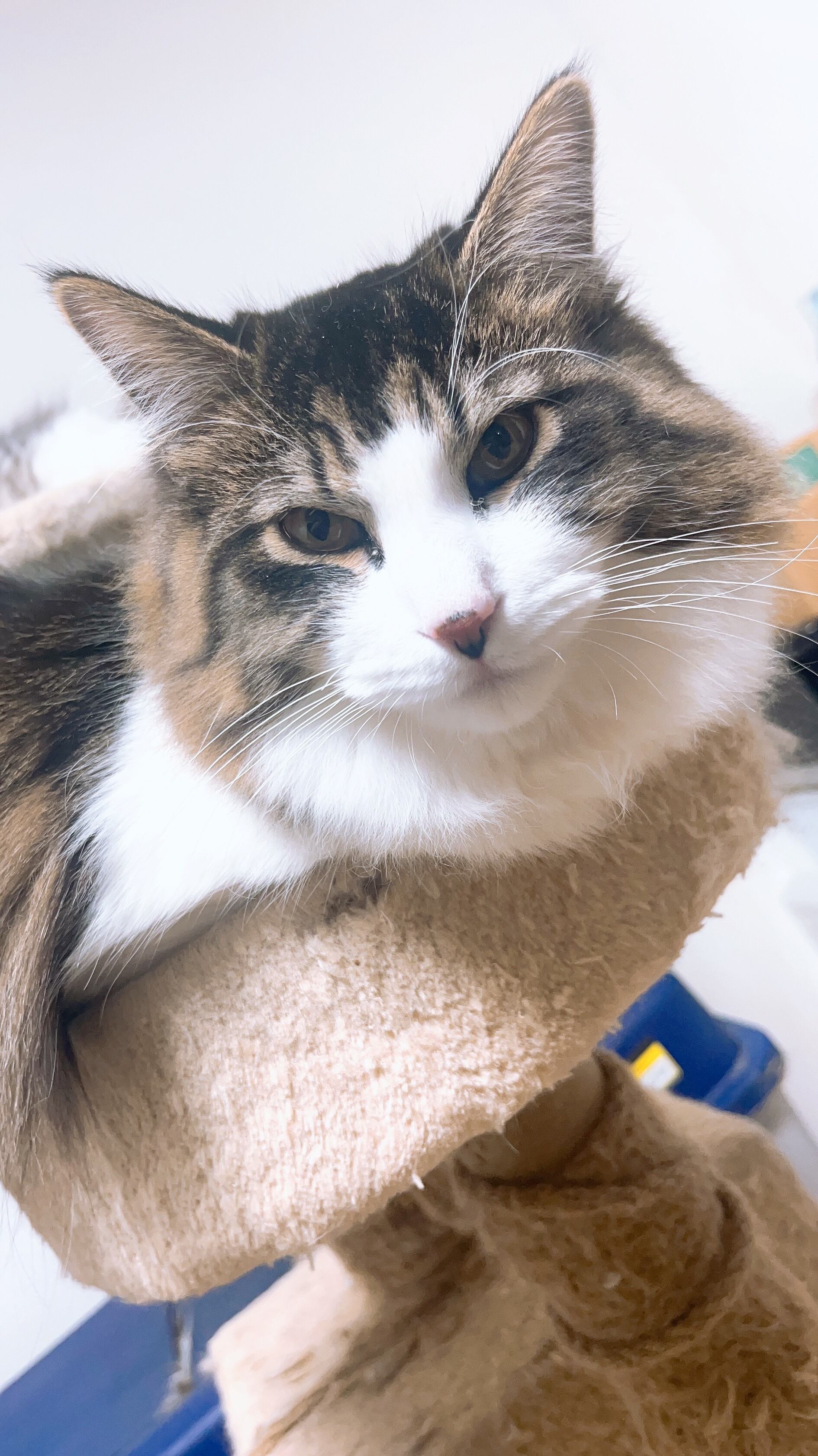 昆虫標本 ショップ