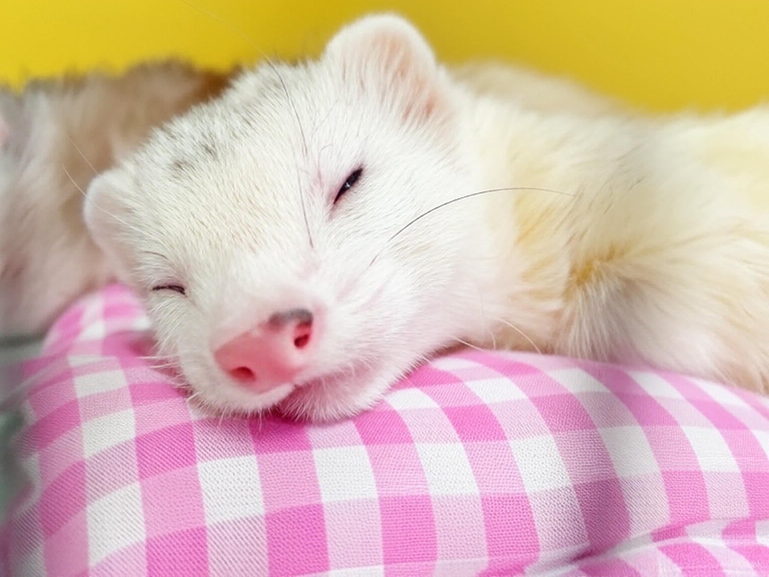 ferretlove