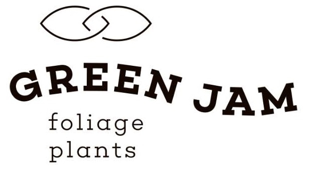GREEN JAM foliageplant 