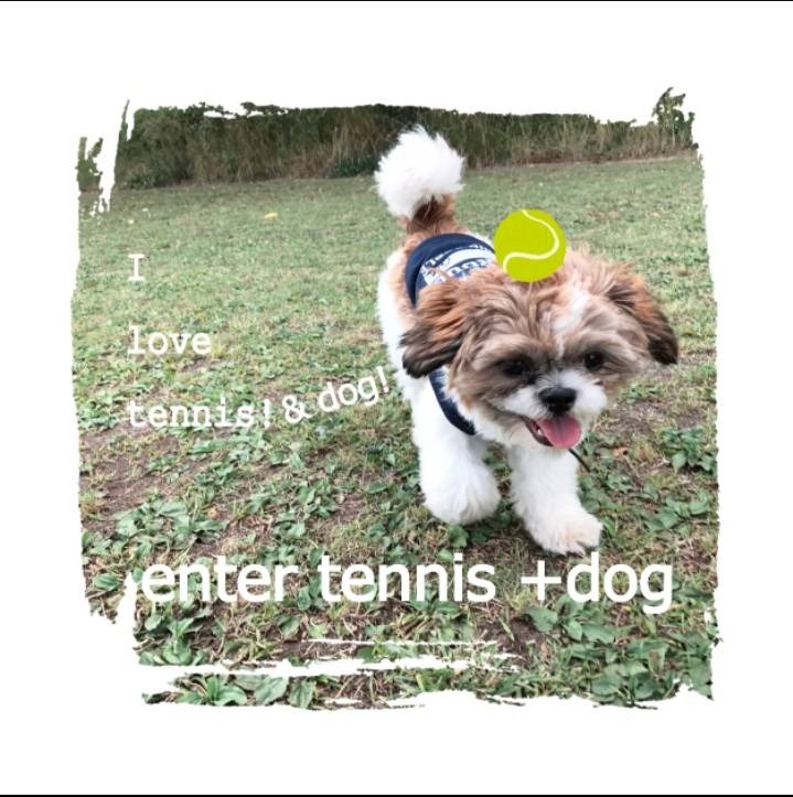 enter tennis +dog
