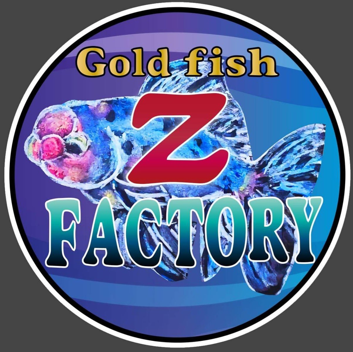 金魚屋　goldfish　【Z-FACTORY】　　　　　 