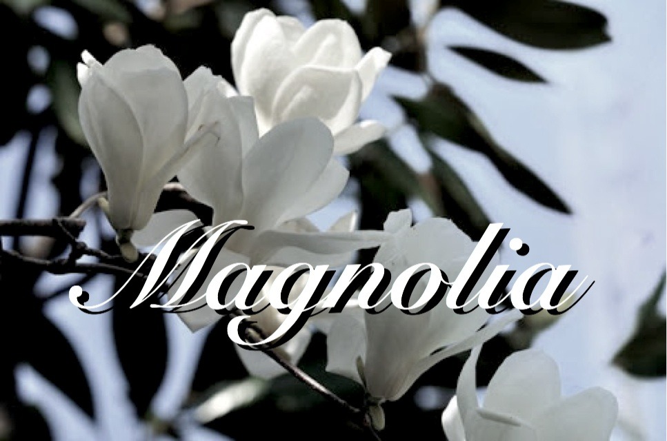 Magnolia ((マグノリア