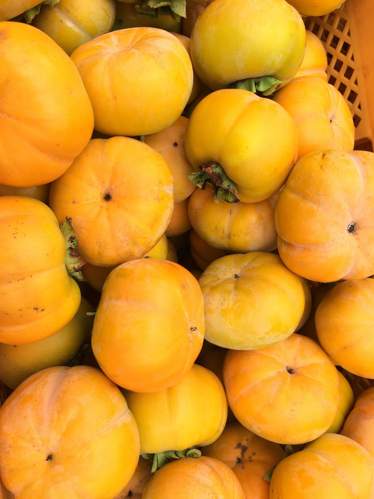 伊勢の果物 蓮台寺柿 のお店