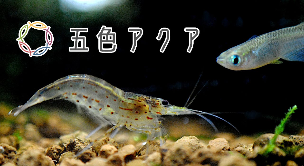 五色アクア BASE店