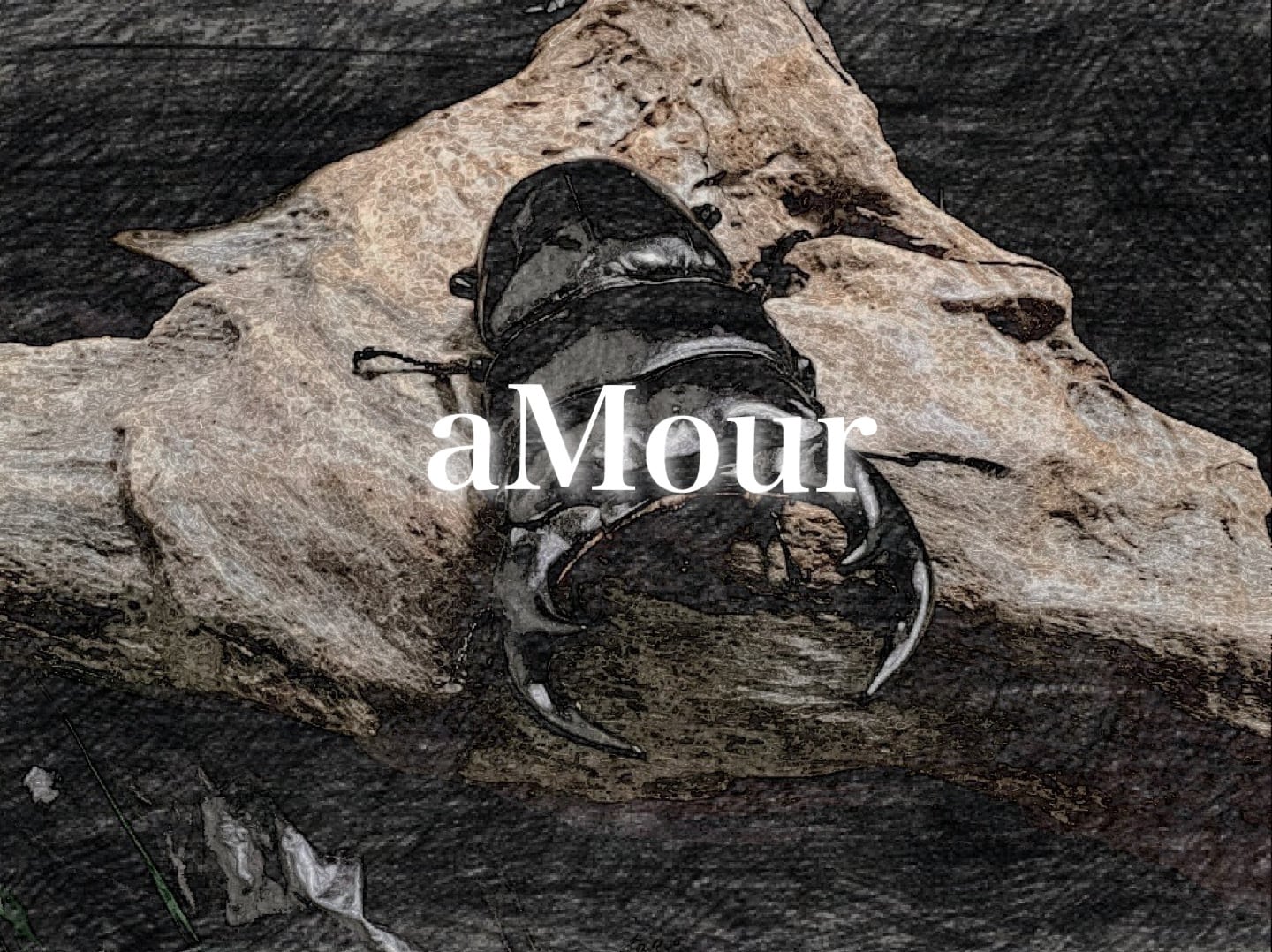 INSECTSHOP aMour