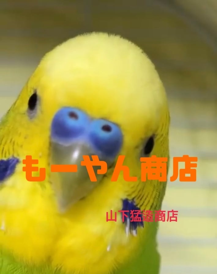 もーやん商店